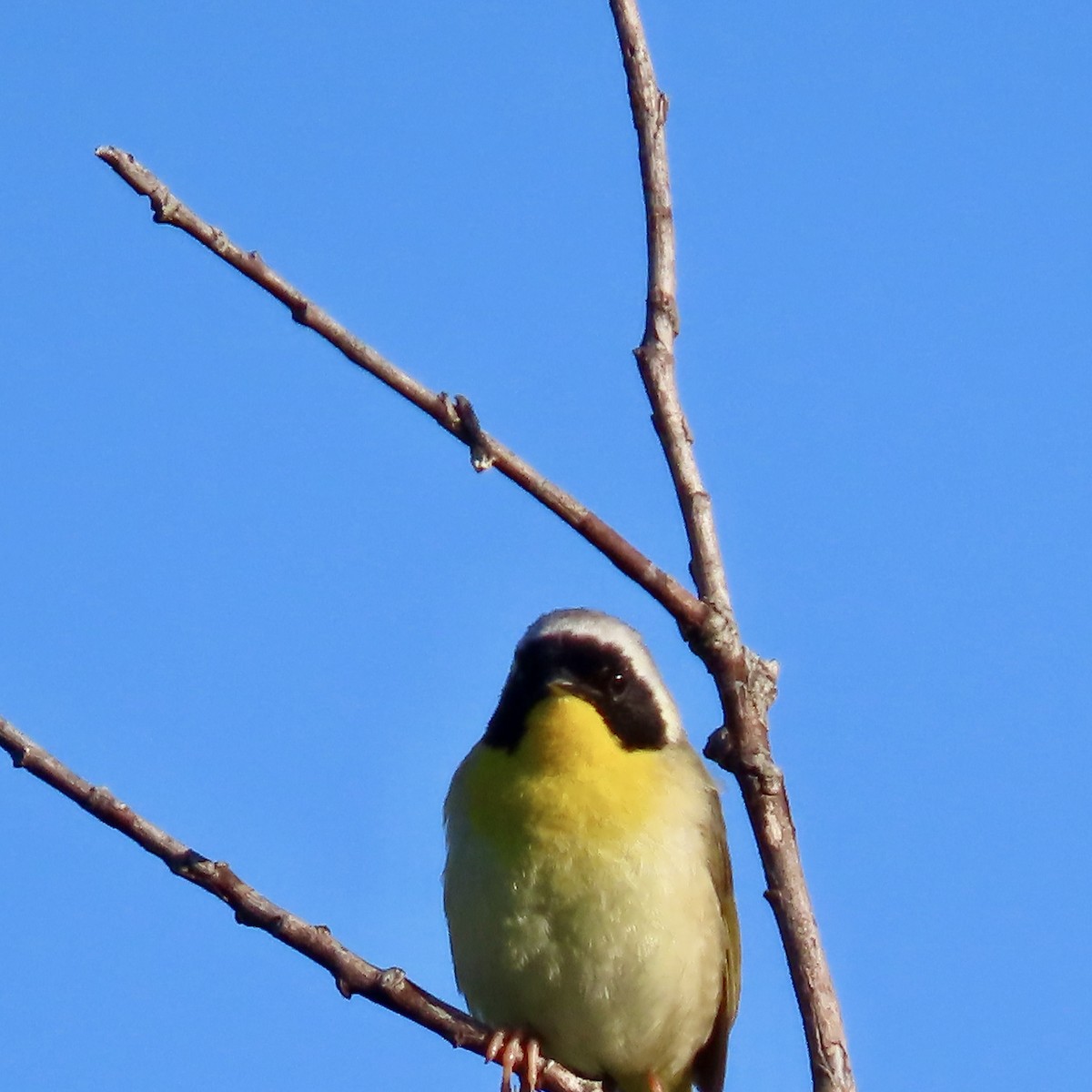 Paruline masquée - ML620312725