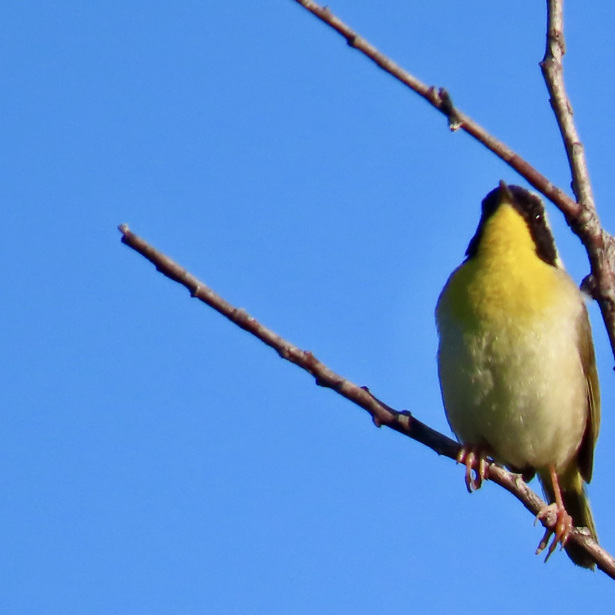 Paruline masquée - ML620312726