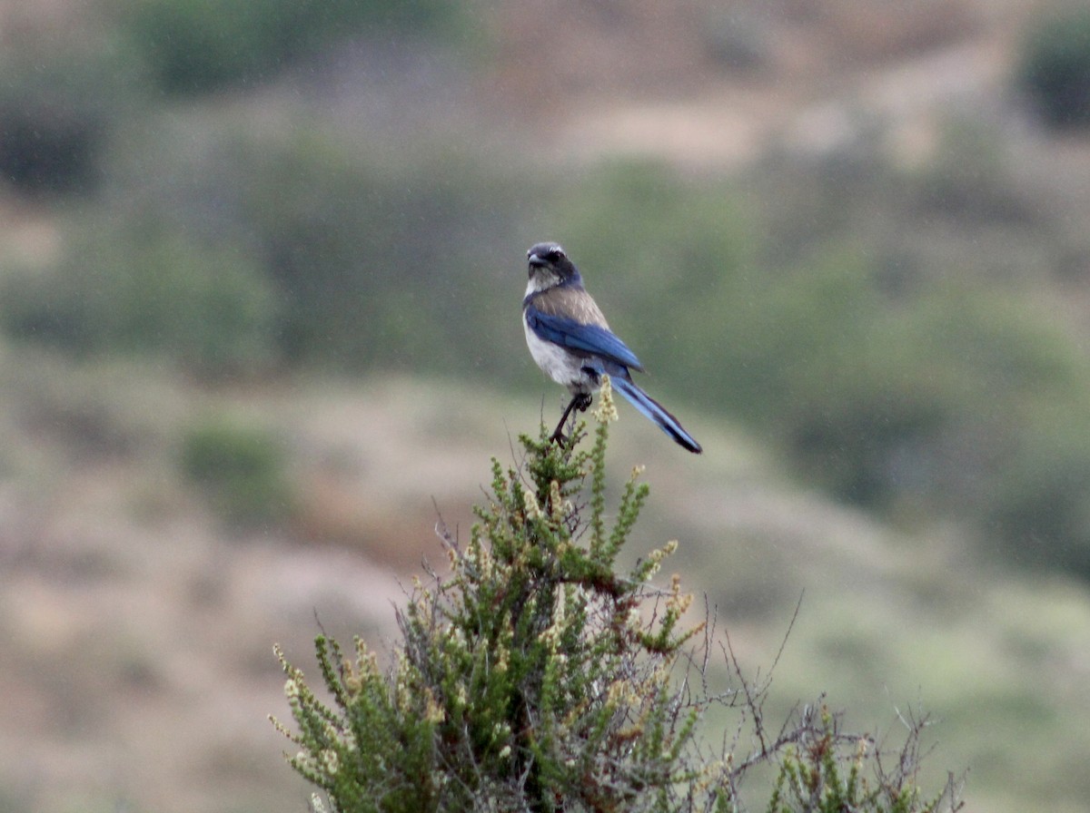 California Scrub-Jay - ML620312729