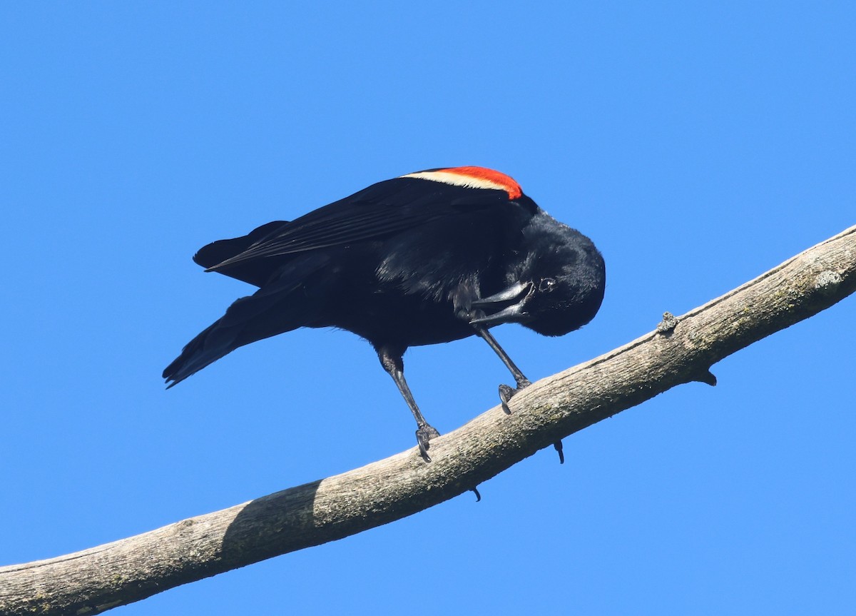 Red-winged Blackbird - ML620312748