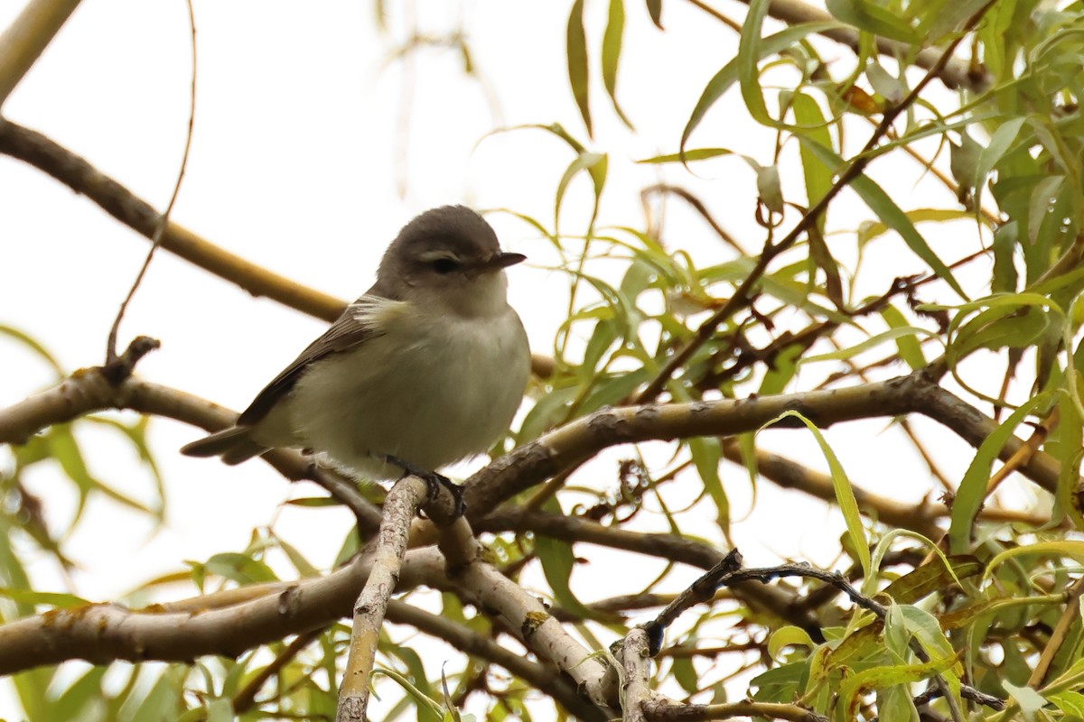 Warbling Vireo - ML620312752