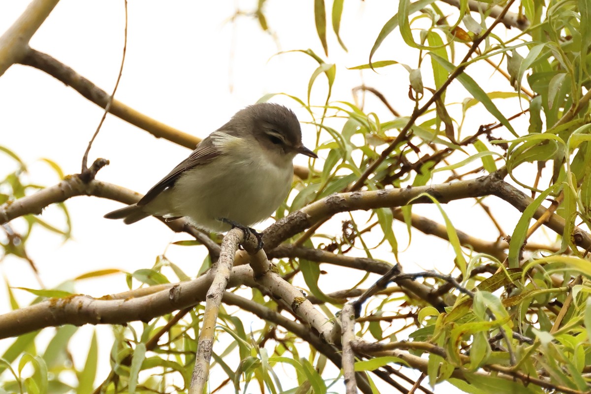 Warbling Vireo - ML620312753