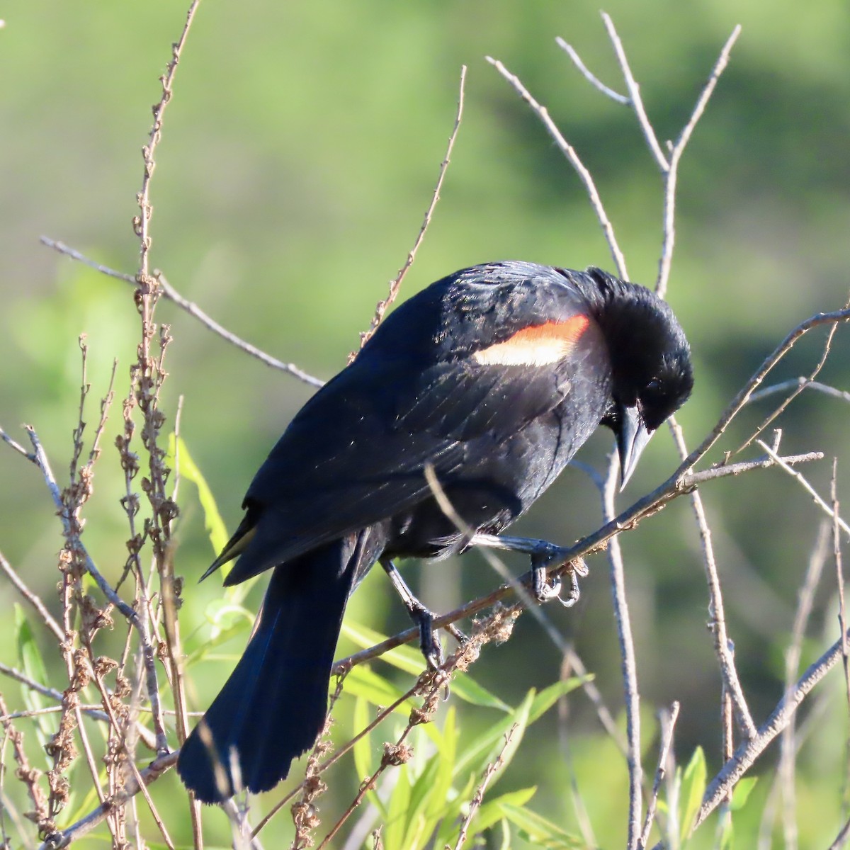 Red-winged Blackbird (Red-winged) - ML620312756