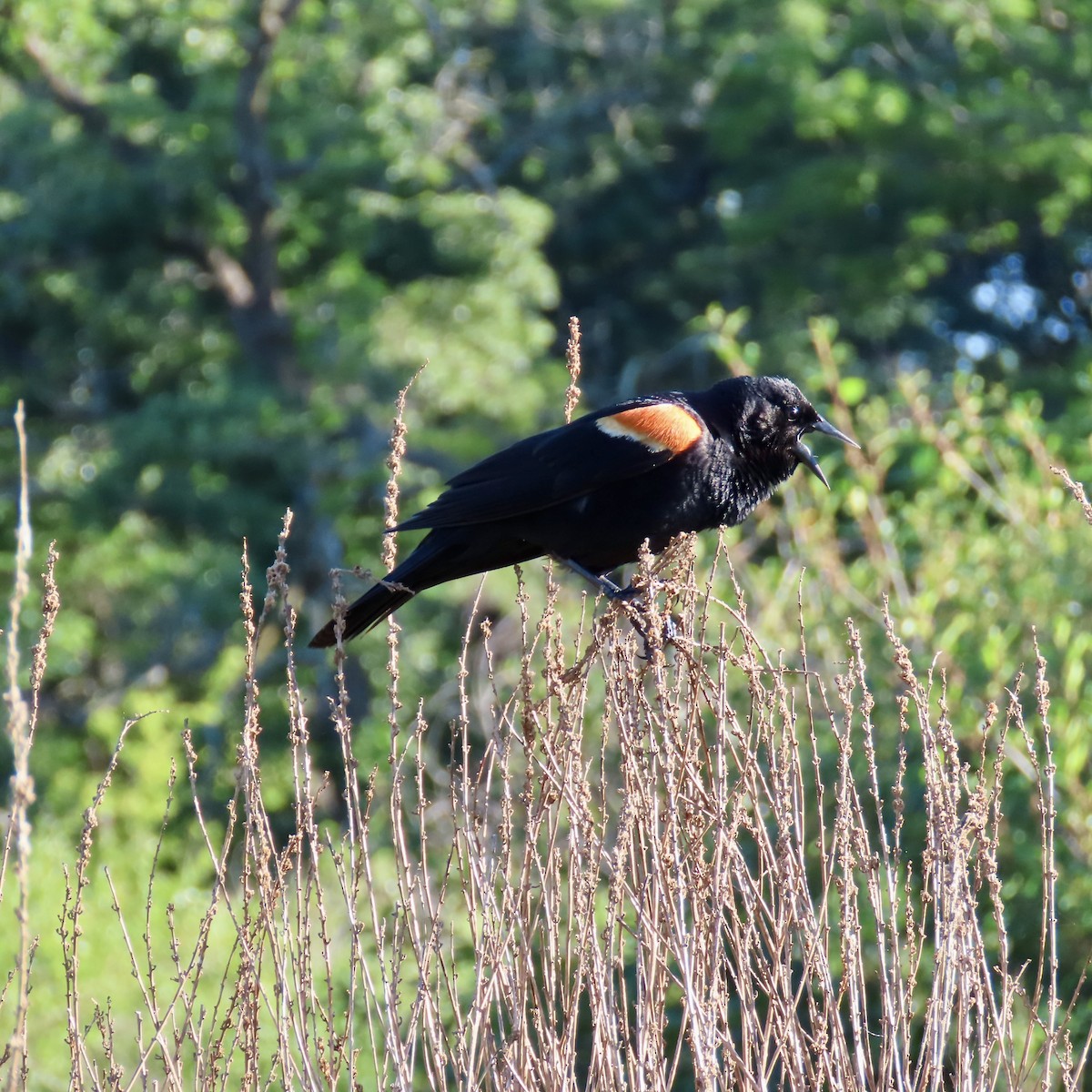 Red-winged Blackbird (Red-winged) - ML620312757