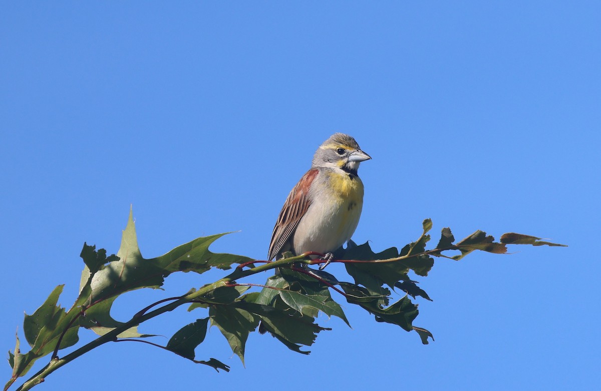 Dickcissel - ML620312758