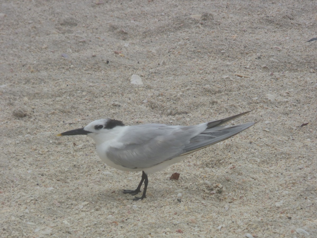 Sandwich Tern - ML620312759