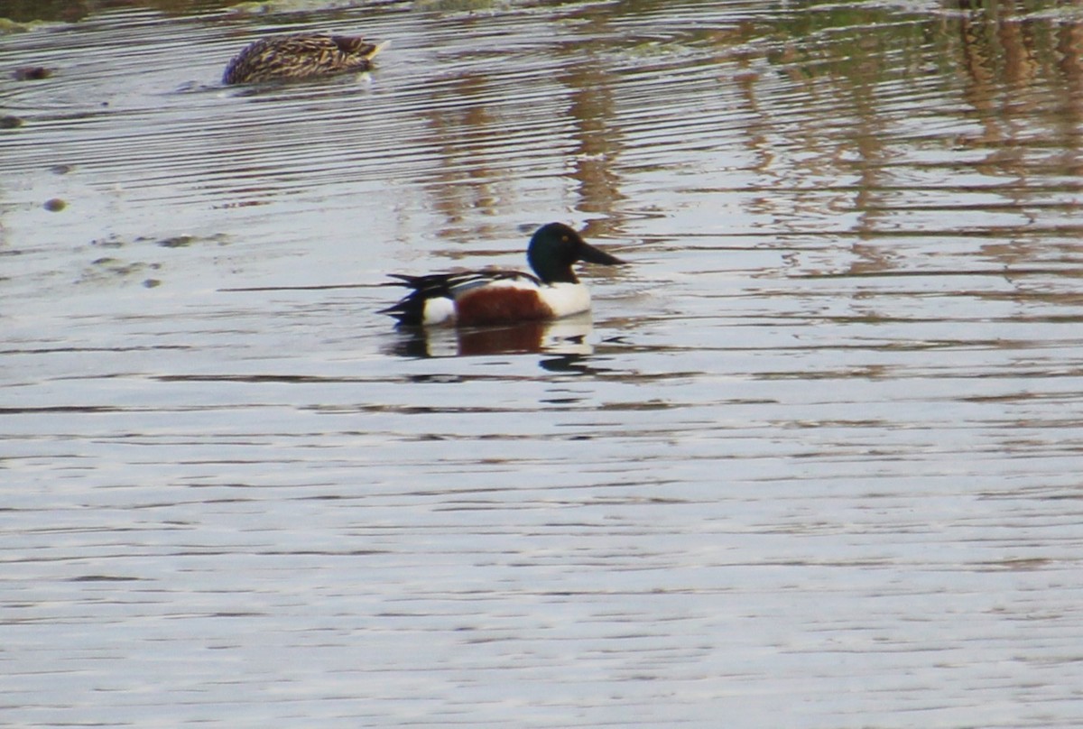 Northern Shoveler - ML620312760