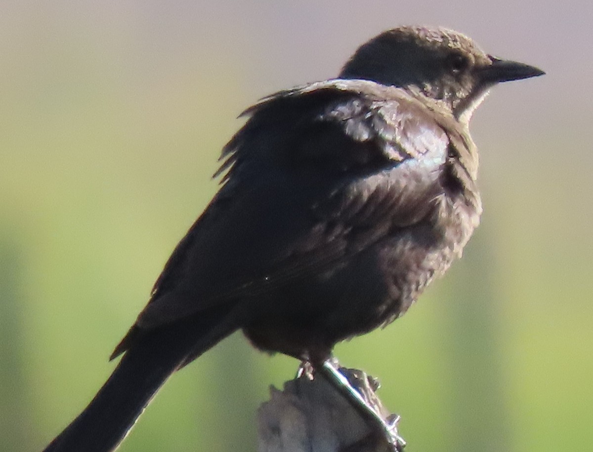 Brewer's Blackbird - ML620312762