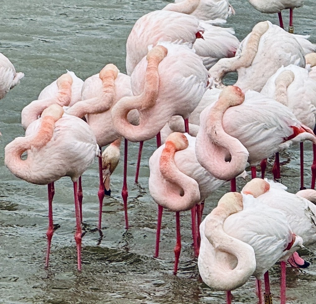 Greater Flamingo - ML620312764