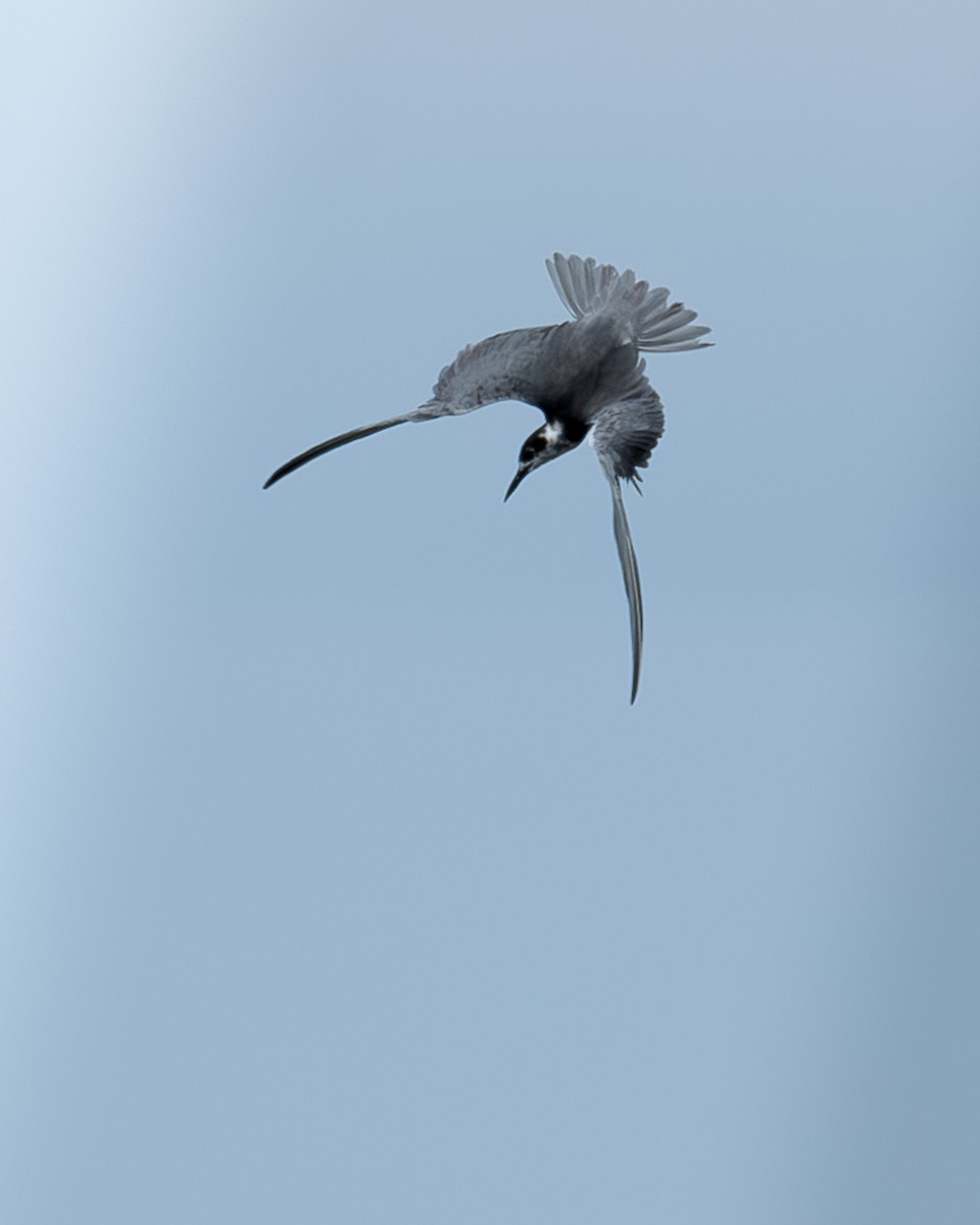 Black Tern - ML620312765