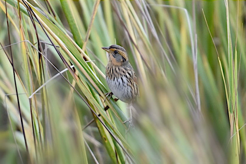 Saltmarsh Sparrow - ML620312766