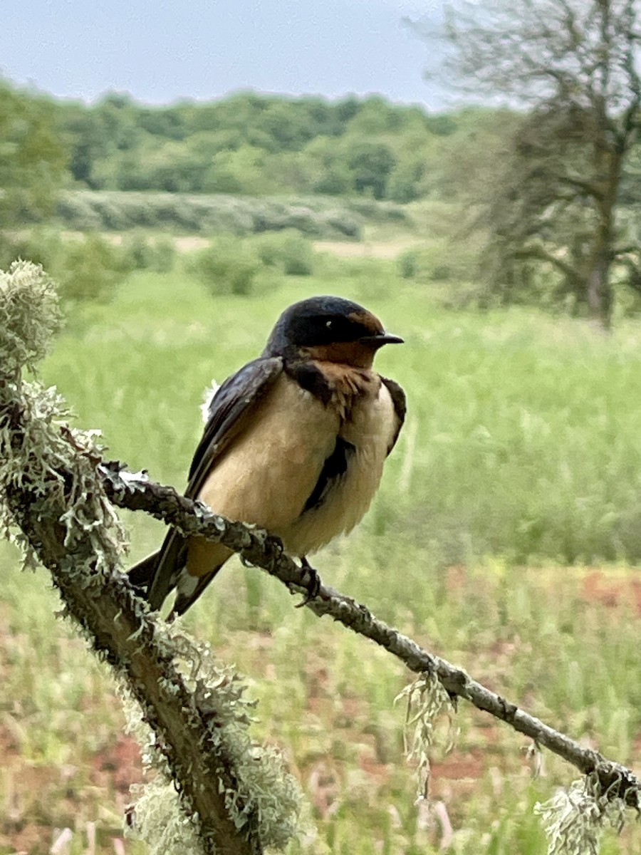 Barn Swallow - ML620312768