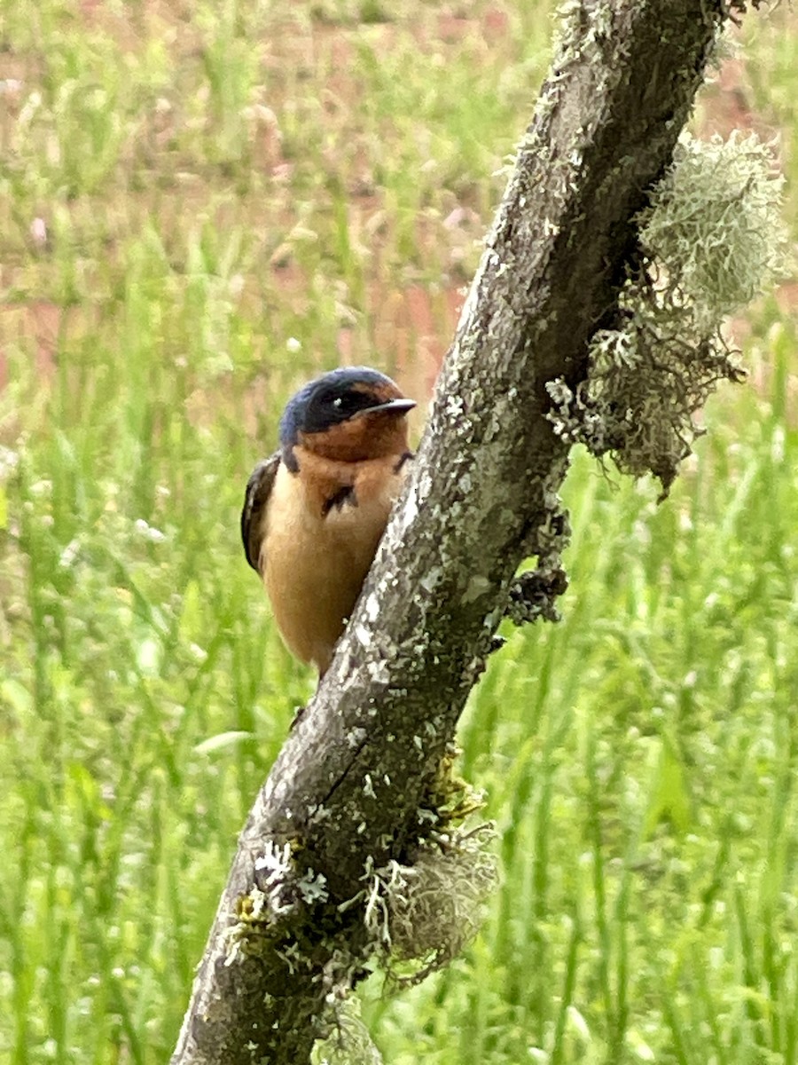 Barn Swallow - ML620312769