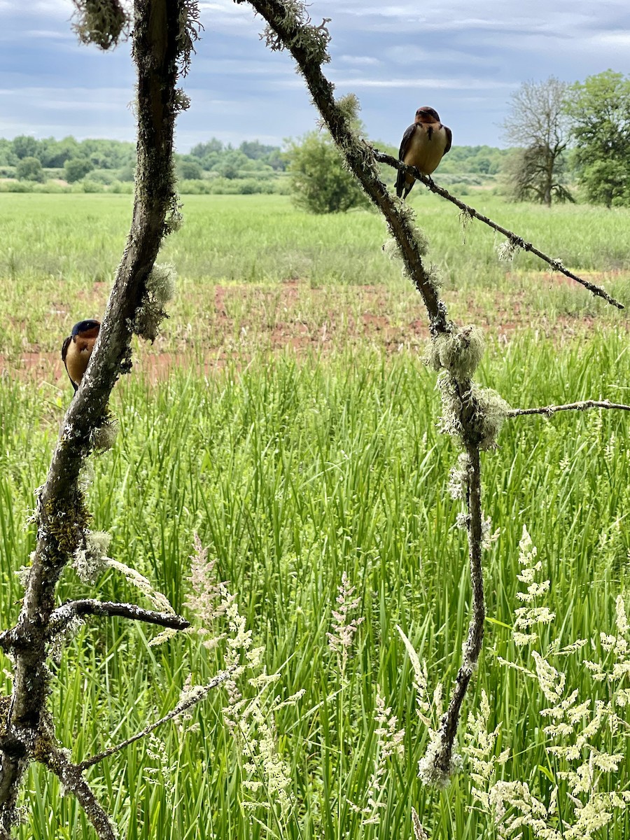 Golondrina Común - ML620312770