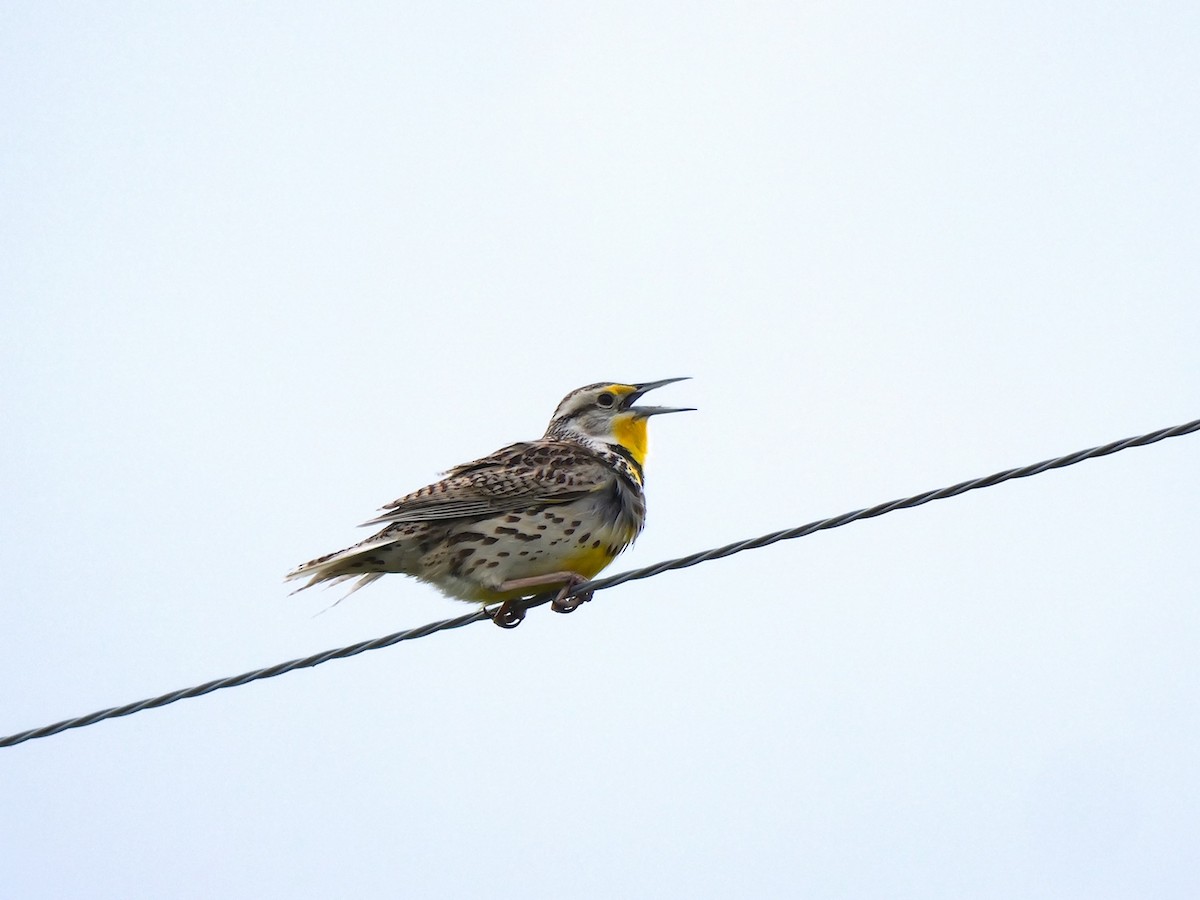 Western Meadowlark - ML620312775