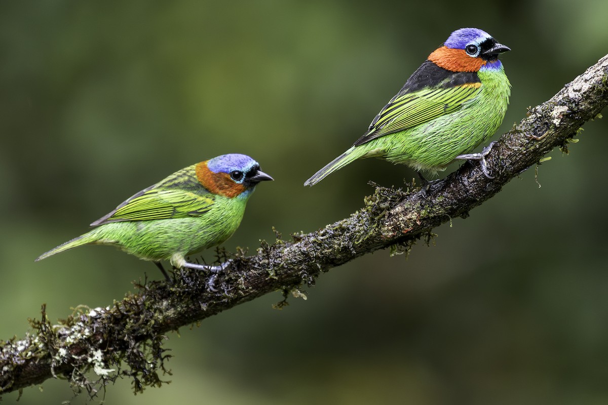 Red-necked Tanager - ML620312777