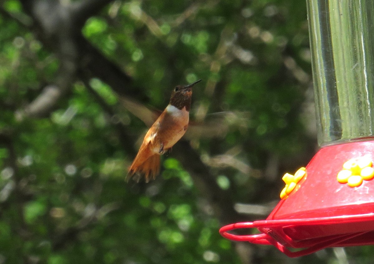 Rufous Hummingbird - ML620312779