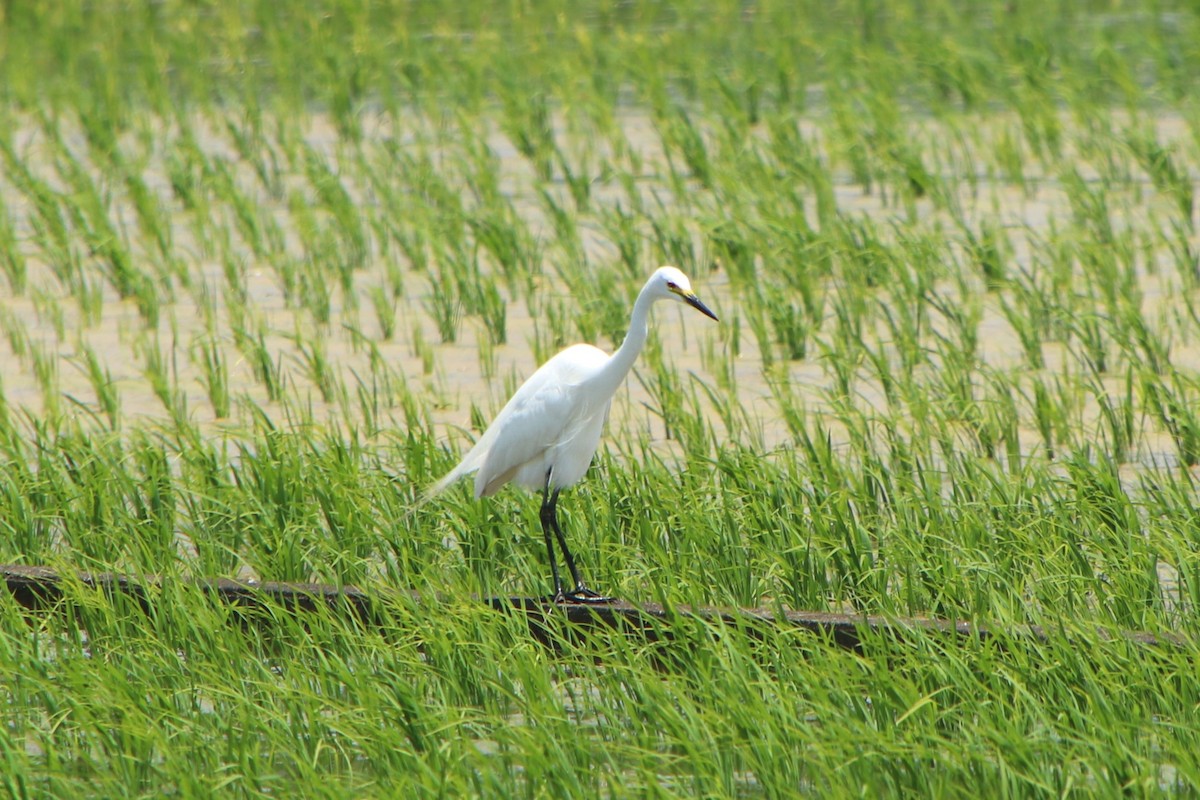 中白鷺 - ML620312786