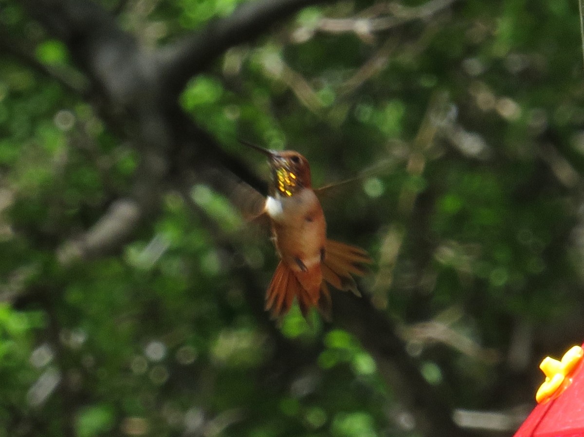 Colibrí Rufo - ML620312787