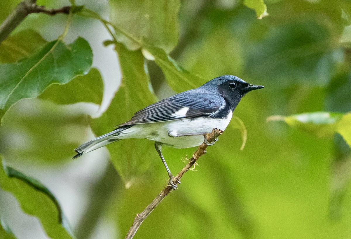 Black-throated Blue Warbler - ML620312789