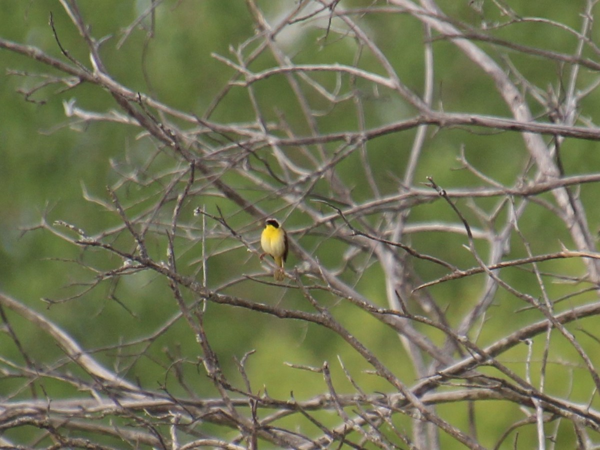 Common Yellowthroat - Elaine Cassidy