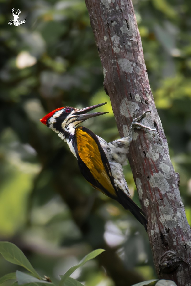 Black-rumped Flameback - ML620312797