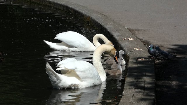 Cygne tuberculé - ML620312800