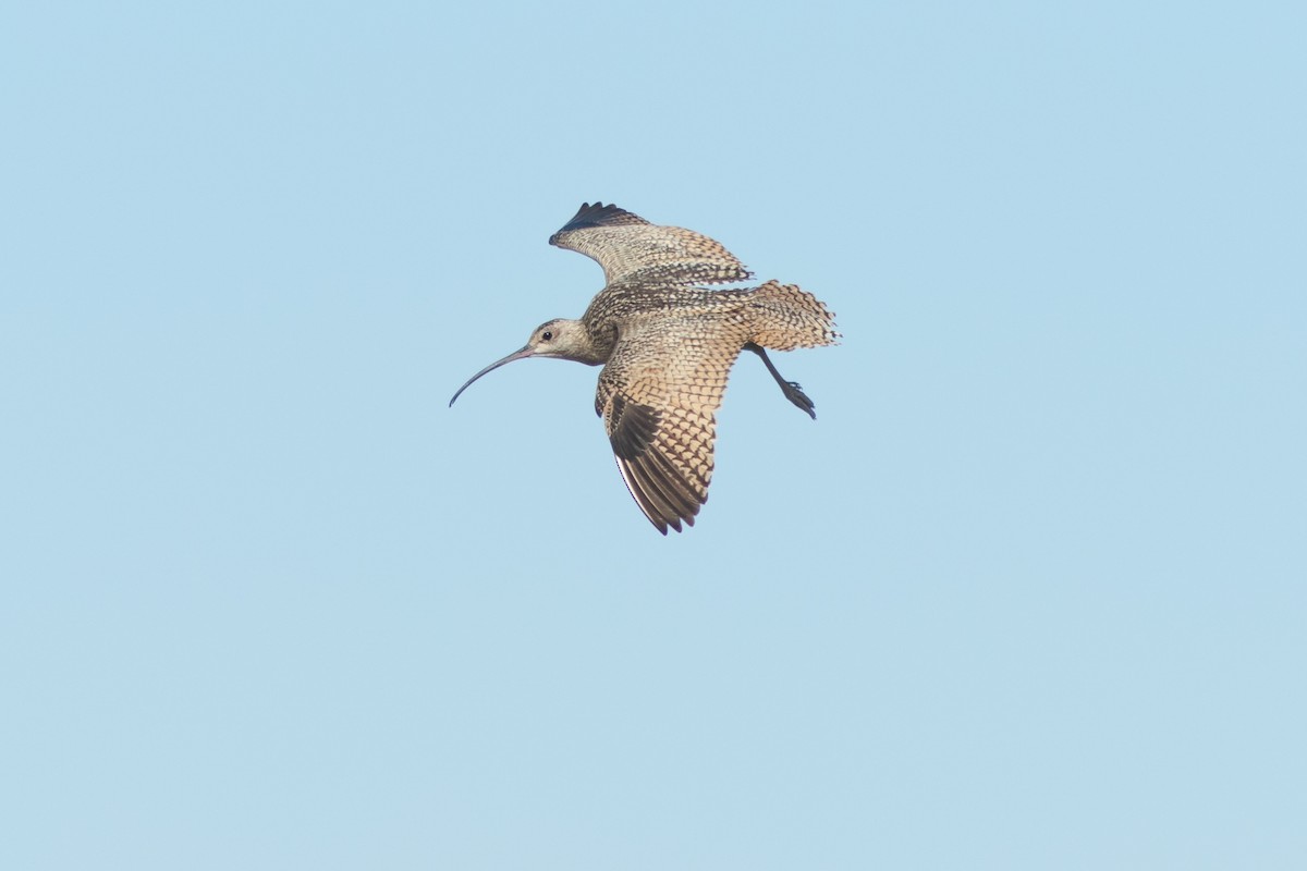 Long-billed Curlew - ML620312809