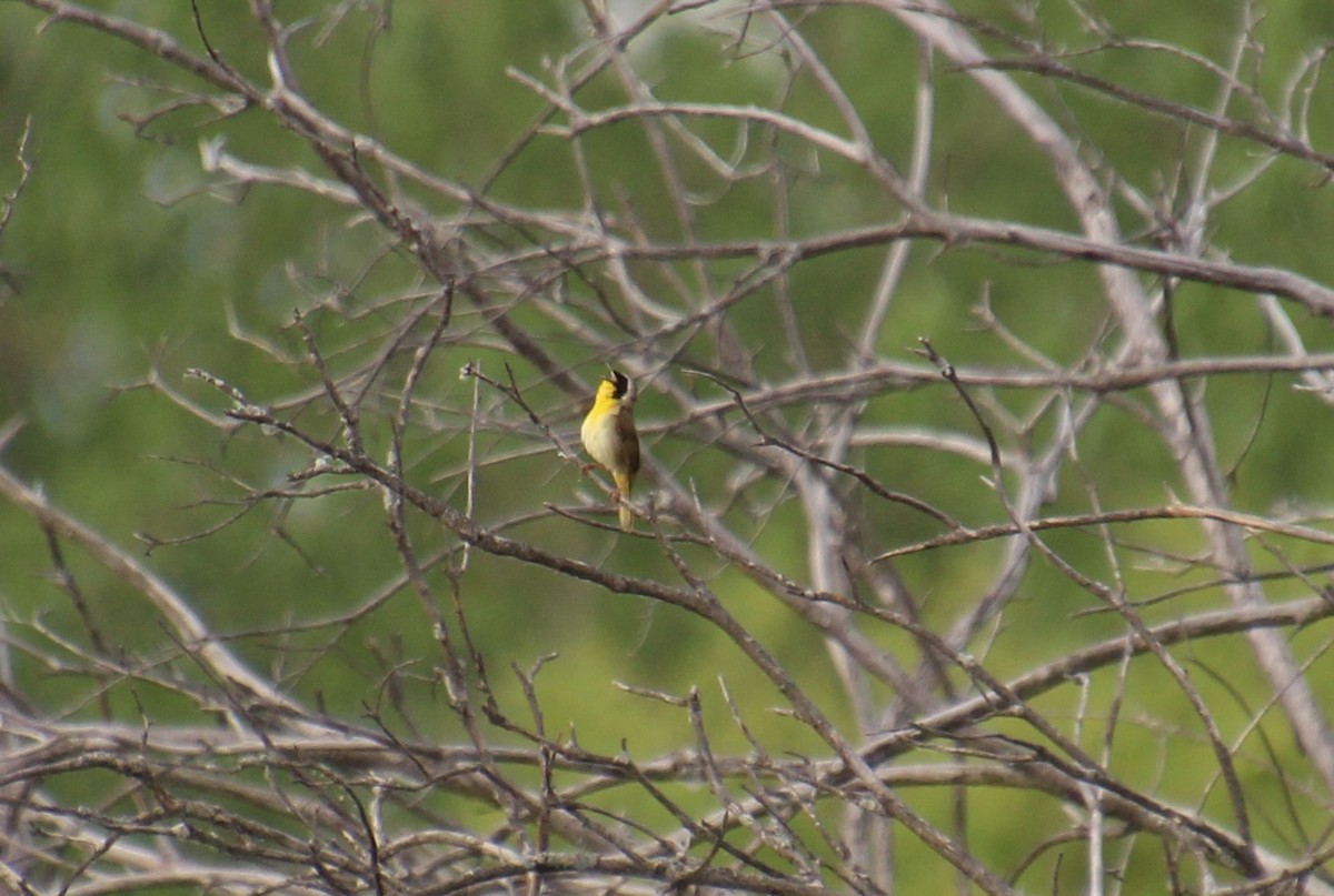 Common Yellowthroat - ML620312810