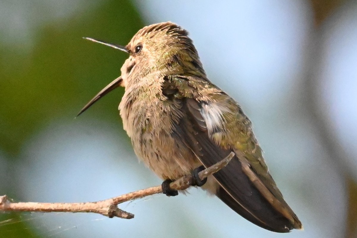 Anna's Hummingbird - ML620312813