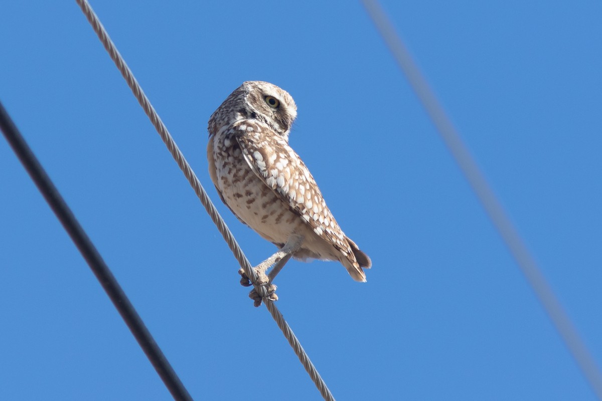 Burrowing Owl - ML620312818