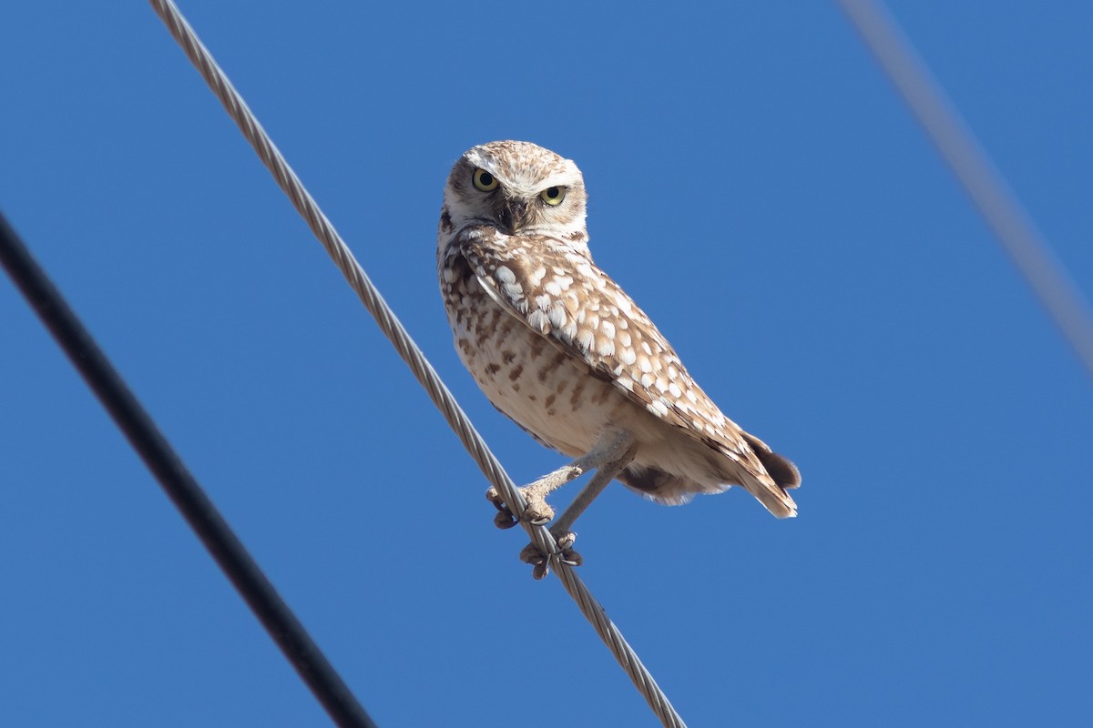 Burrowing Owl - ML620312819