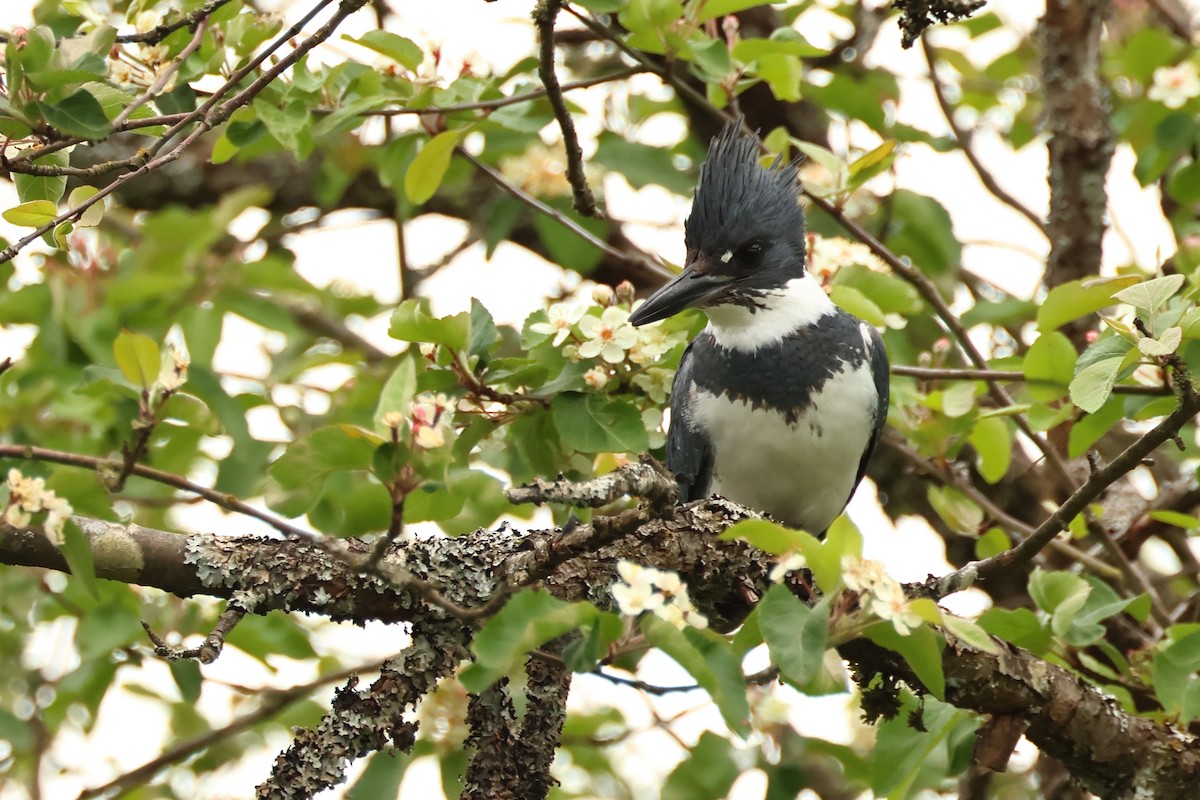 Belted Kingfisher - ML620312822