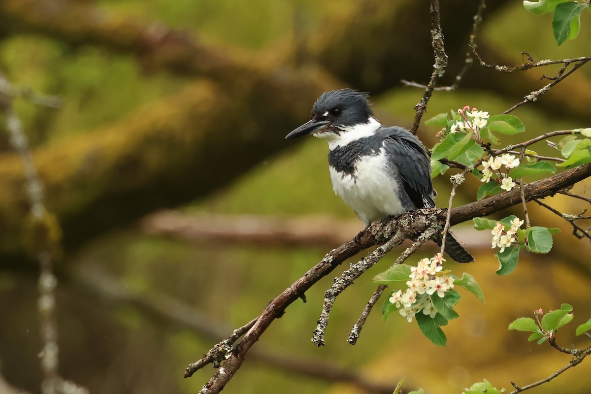 Belted Kingfisher - ML620312823