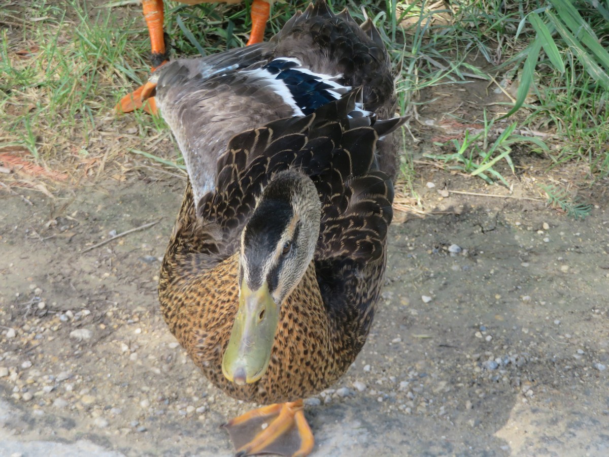 Mallard (Domestic type) - ML620312824