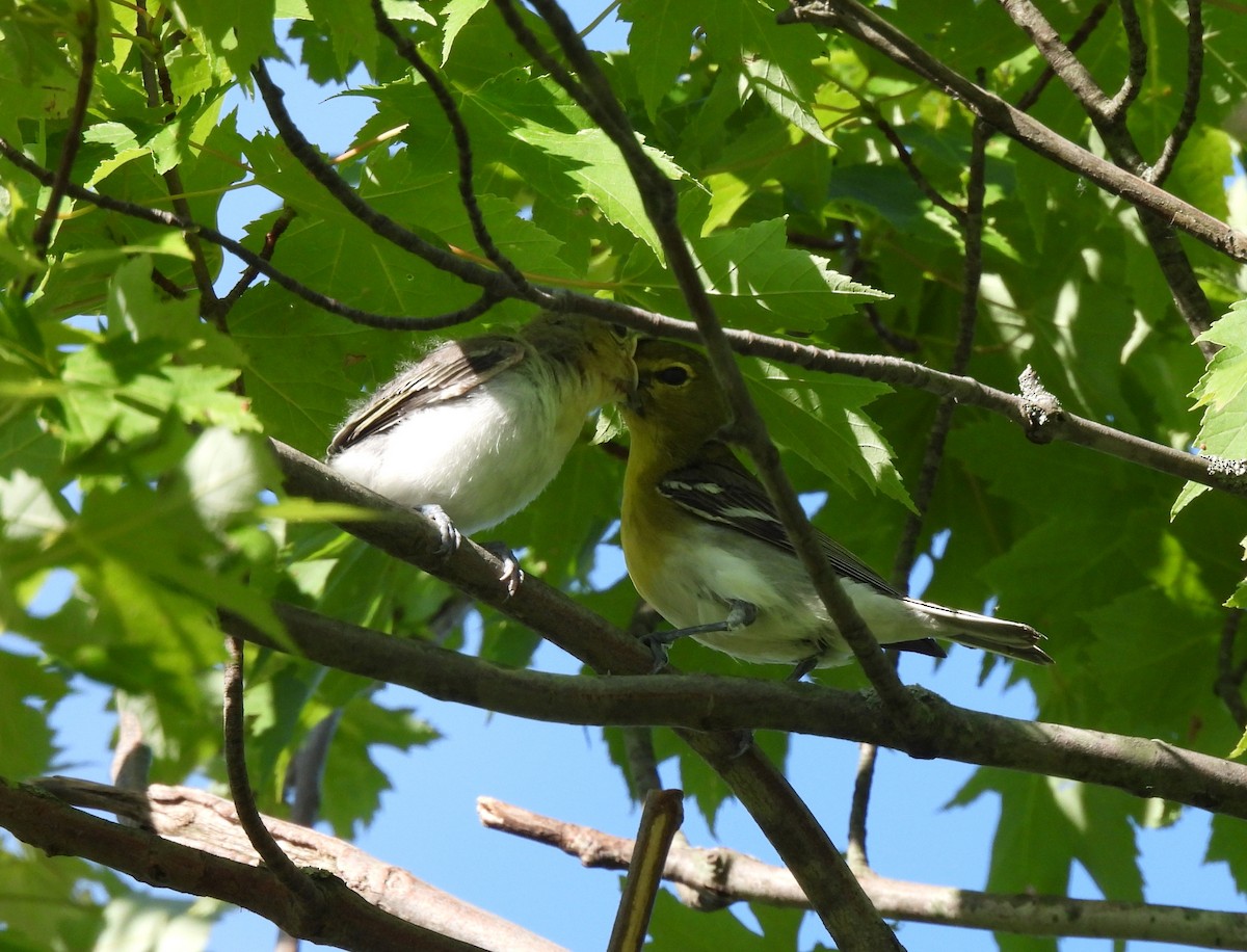 Viréo à gorge jaune - ML620312825