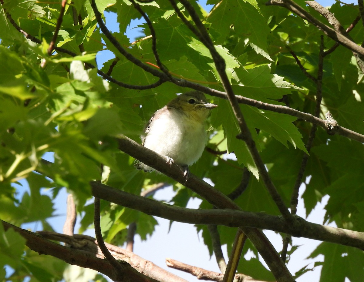 Yellow-throated Vireo - ML620312827