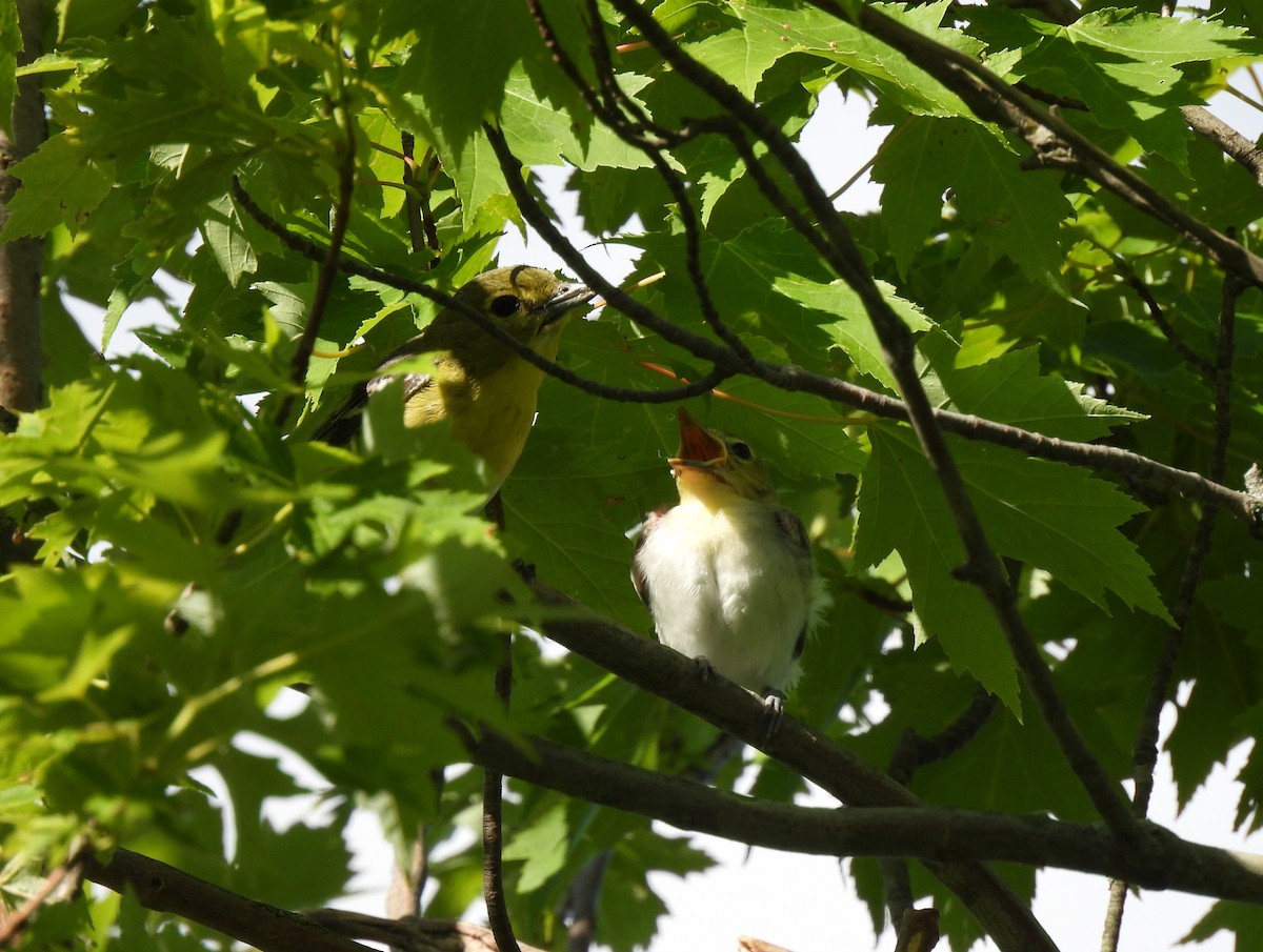 Yellow-throated Vireo - ML620312829