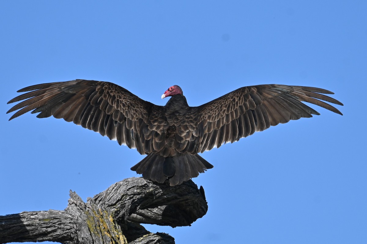 Turkey Vulture - ML620312833