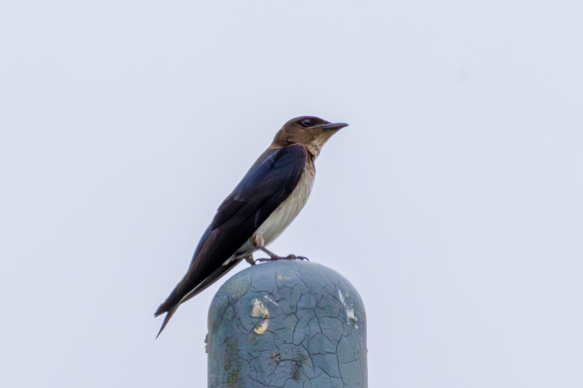 Barn Swallow (American) - ML620312840