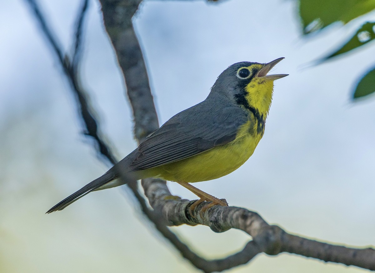 Canada Warbler - ML620312843