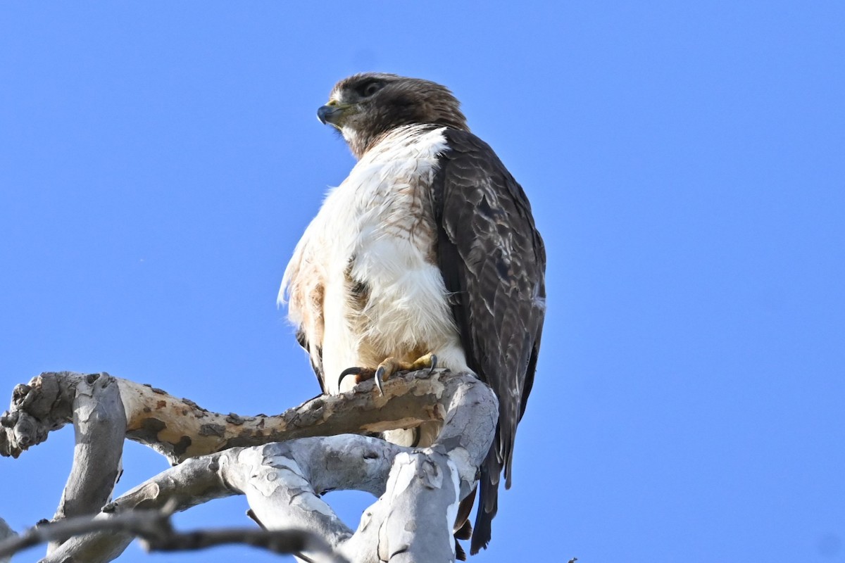 Red-tailed Hawk - ML620312850