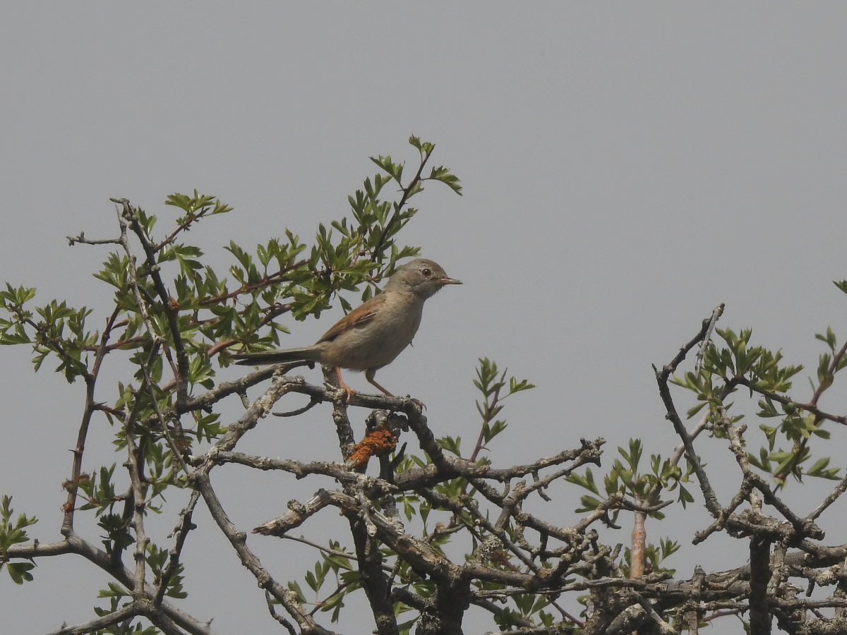 Spectacled Warbler - ML620312851