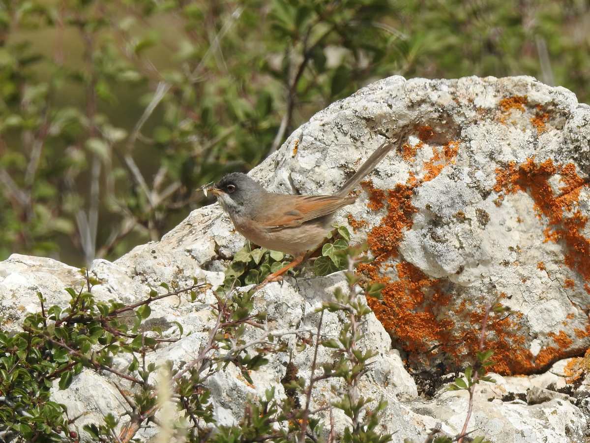 Spectacled Warbler - ML620312852