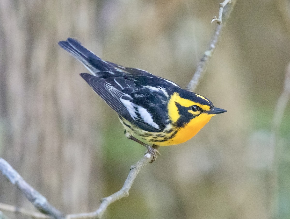 Blackburnian Warbler - ML620312853