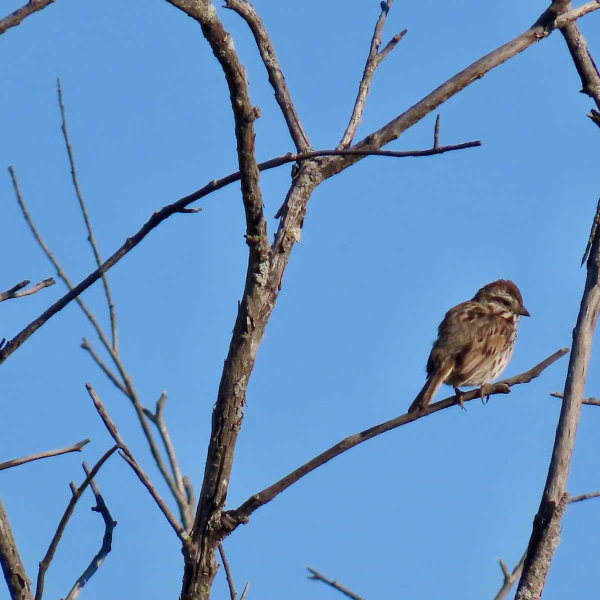 Swamp Sparrow - ML620312858