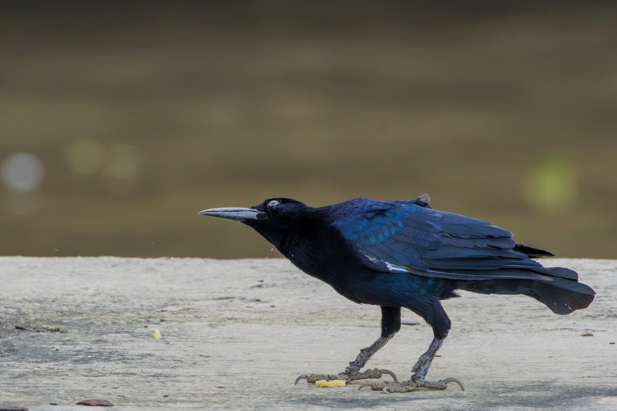 Great-tailed Grackle - ML620312859