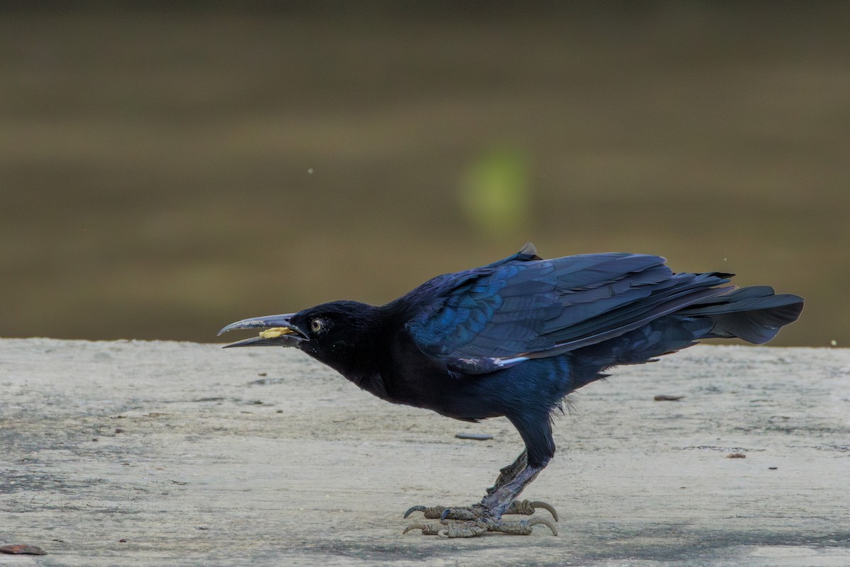 Great-tailed Grackle - ML620312860