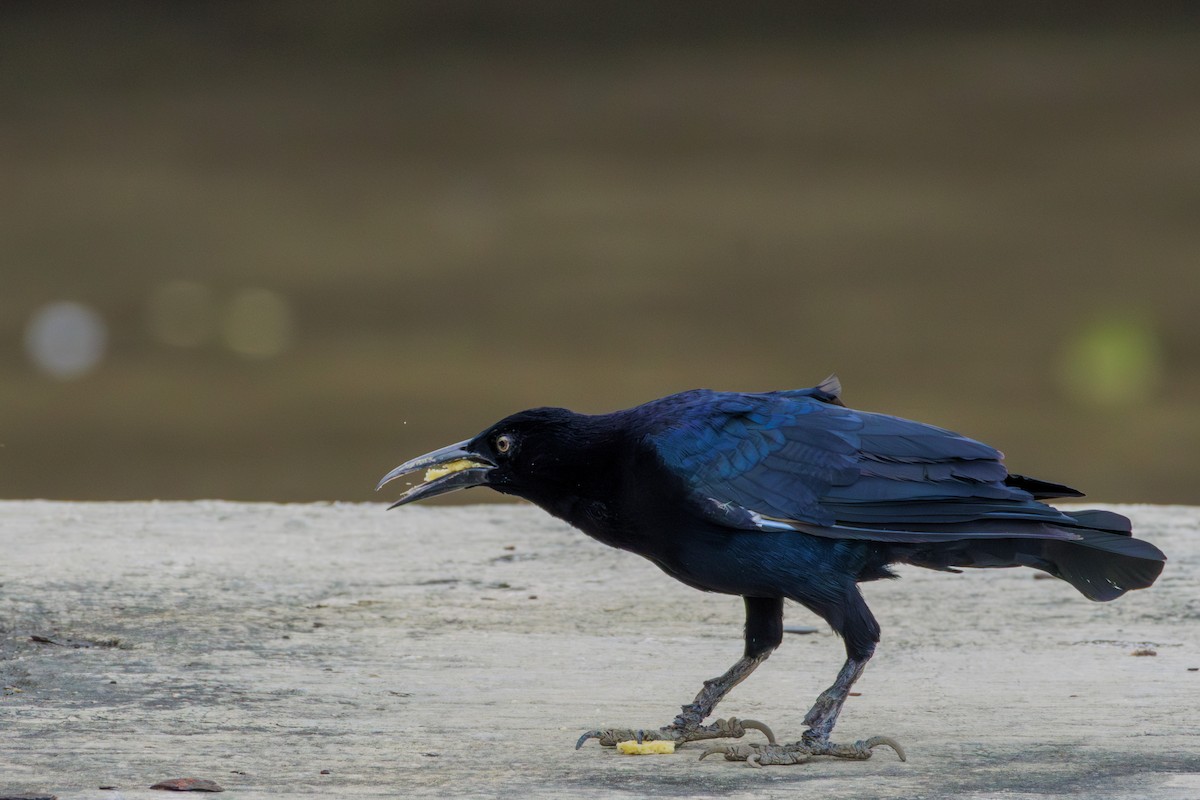 Great-tailed Grackle - ML620312861