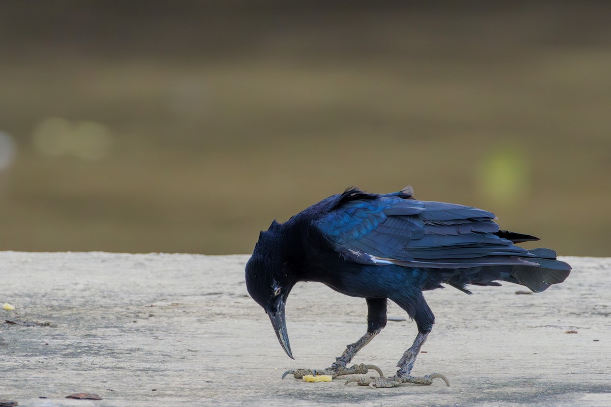 Great-tailed Grackle - ML620312862